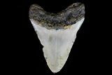 Bargain, Megalodon Tooth - North Carolina #76232-2